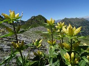53 Gentiana punctata (Genziana maculata) con vista su Pizzo del Vento 